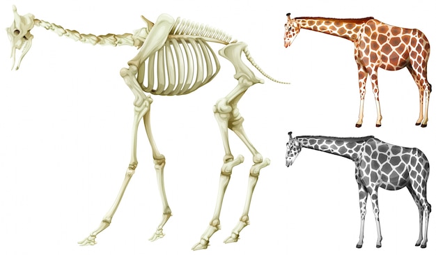 キリンと骨の構造のイラスト 無料のベクター