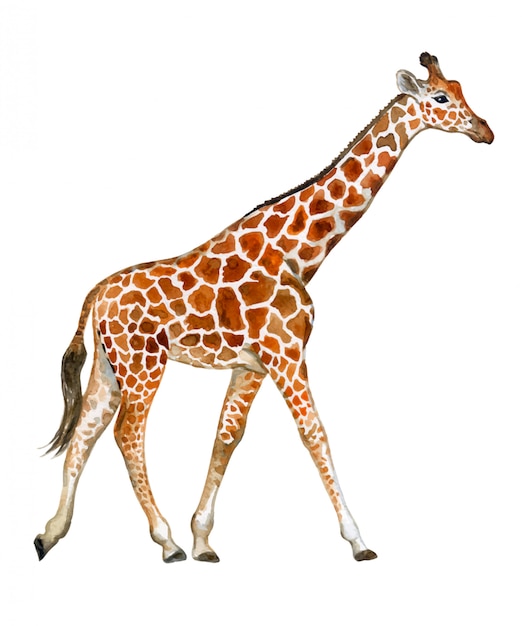 Download Premium Vector | Giraffe in watercolor