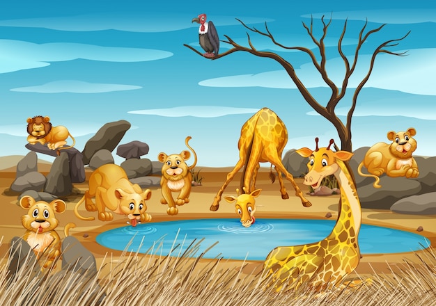 Premium Vector | Giraffes and lions by the pond