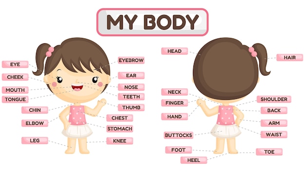 Girl Body Parts Name With Photo Hd