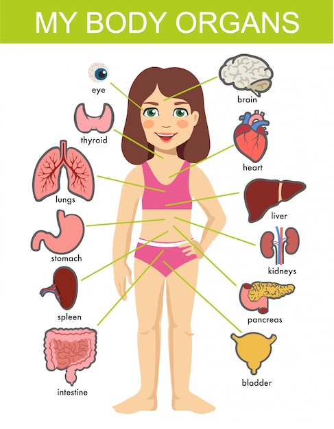 Girl internal organs. hild medical organs system. female human internal organs on girl body ...