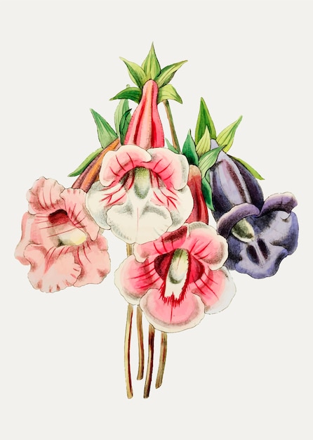 無料のベクター グロキシニアの花の品種