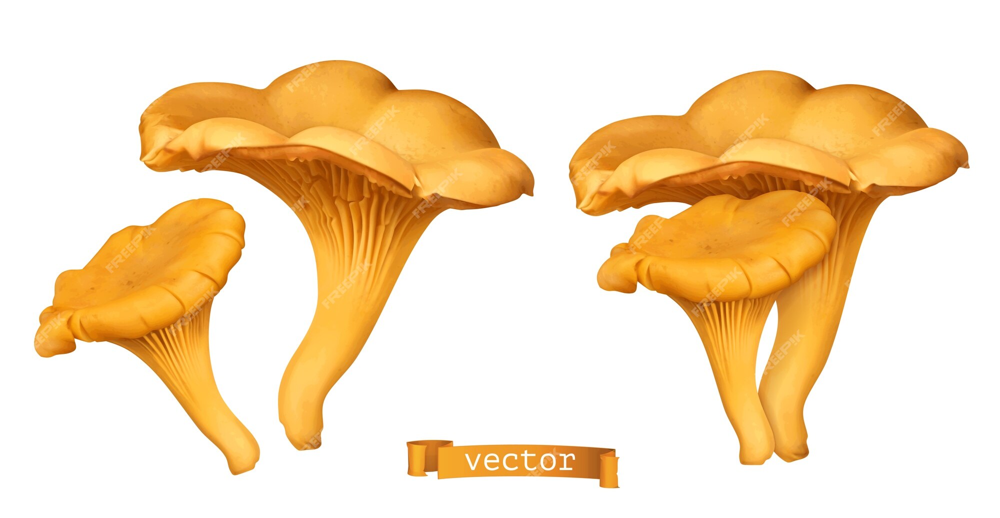 Premium Vector | Golden chanterelle mushroom realistic illustration
