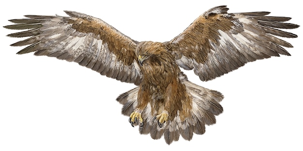 Download Free Golden Eagle Landing Attack Hand Draw On White Background Premium Vector Use our free logo maker to create a logo and build your brand. Put your logo on business cards, promotional products, or your website for brand visibility.