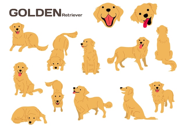 ゴールデンレトリーバーのイラスト 犬のポーズ 犬の品種 プレミアムベクター