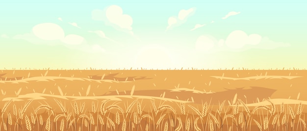 黄金の小麦畑フラットカラーベクトルイラスト 収穫シーズンの2d漫画の風景 田舎の日の出 夜明けの農業地帯 穀物植物と牧草地の朝の景色 プレミアムベクター