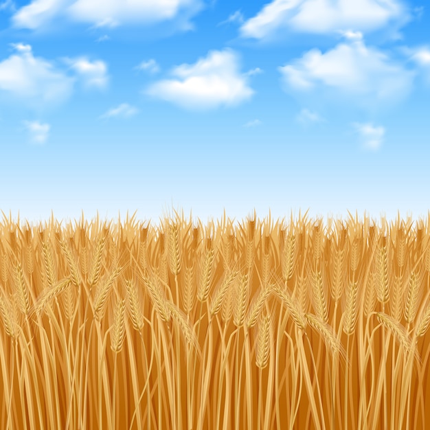 Golden yellow wheat field and summer sky\
background