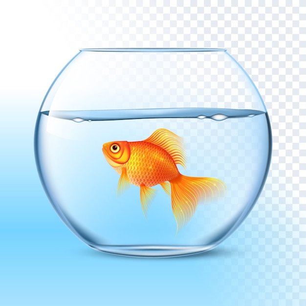 水のボウルで金魚リアルな画像 プレミアムベクター