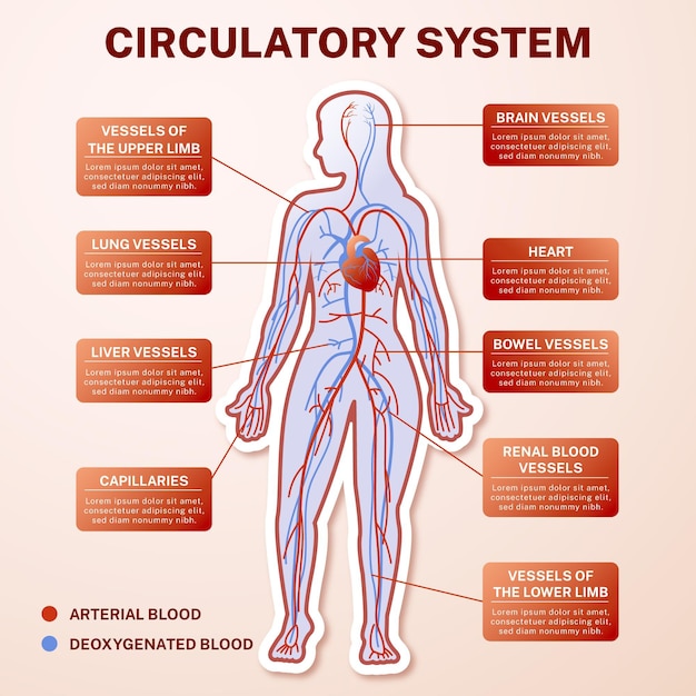 Free Vector | Gradient circulatory system infographic