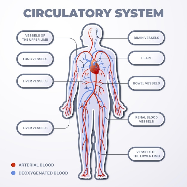 Free Vector | Gradient circulatory system infographic