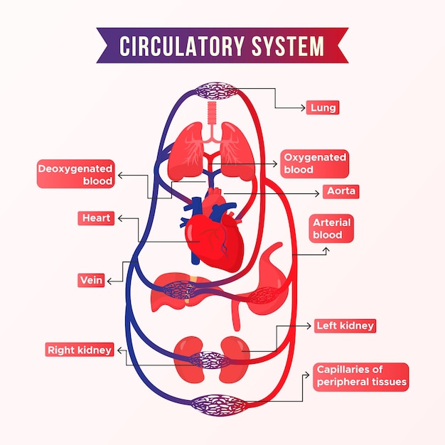 Free Vector | Gradient circulatory system infographic