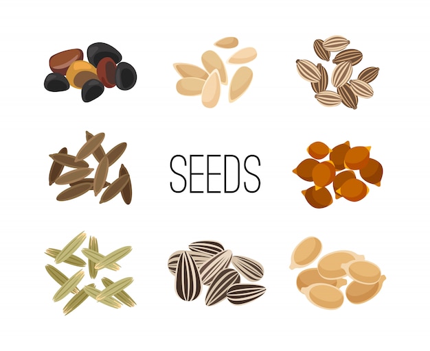 Grains and seeds isolated on white Premium Vector