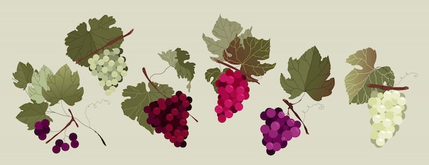 ブドウ枝セット 白と赤の手描き分離ブドウの枝のコレクションです さまざまな種類のブドウ ウェブと印刷用のモダンなイラスト入りデザイン 赤い夏の果実 ワイン作りのコンセプト プレミアムベクター