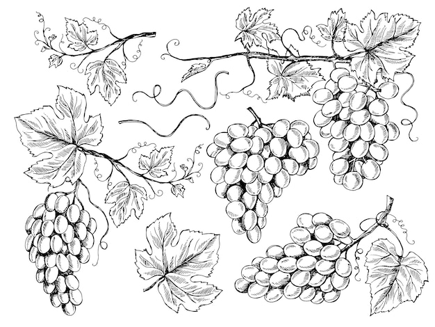 プレミアムベクター ブドウのスケッチ 花の写真ワイン用ブドウの葉と蔓のブドウ畑の彫刻手描きイラスト