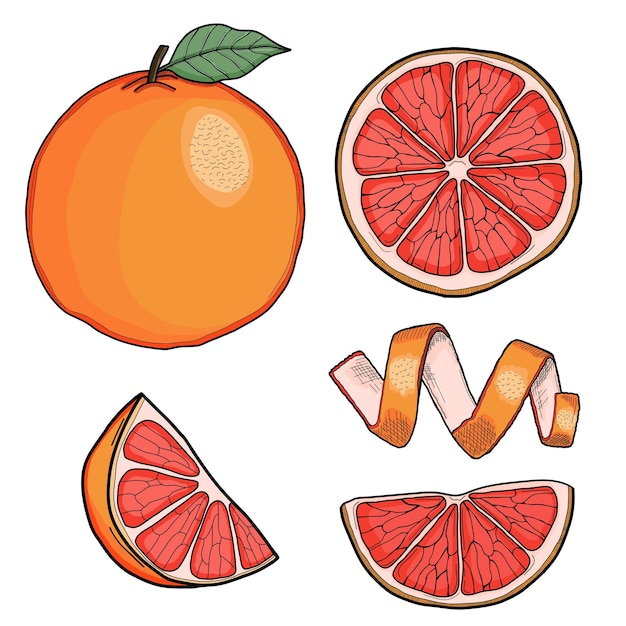 Premium Vector | Grapefruit hand drawn illustration collection isolated