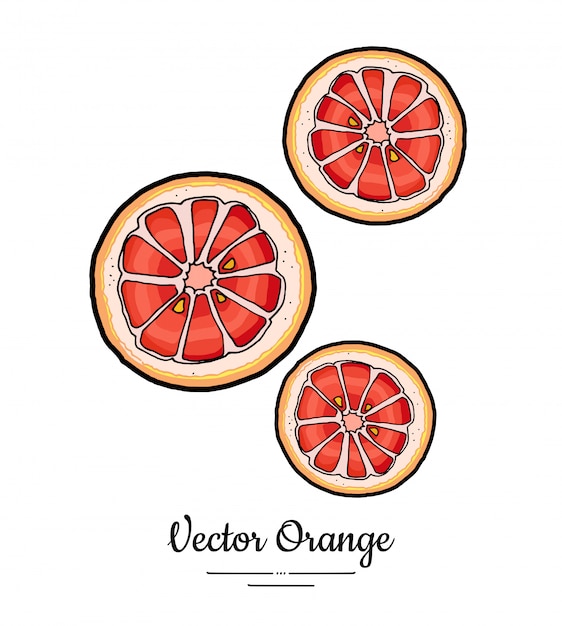 Premium Vector | Grapefruit Oranges Set Vector Isolated Whole Orange