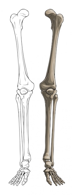 プレミアムベクター グラフィックの黒と白の人間の骨の足