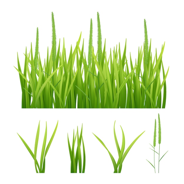 現実的な草 草や葉のオオバコ3dオブジェクトの緑の自然の写真 プレミアムベクター