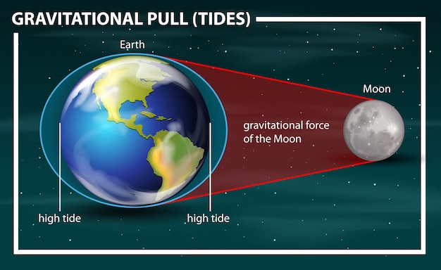 Free Vector Gravitational Pull Tides Diagram