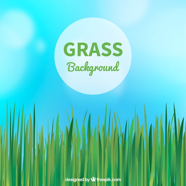 Great background with green grass and blue\
sky