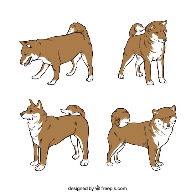 Great dog in four different postures