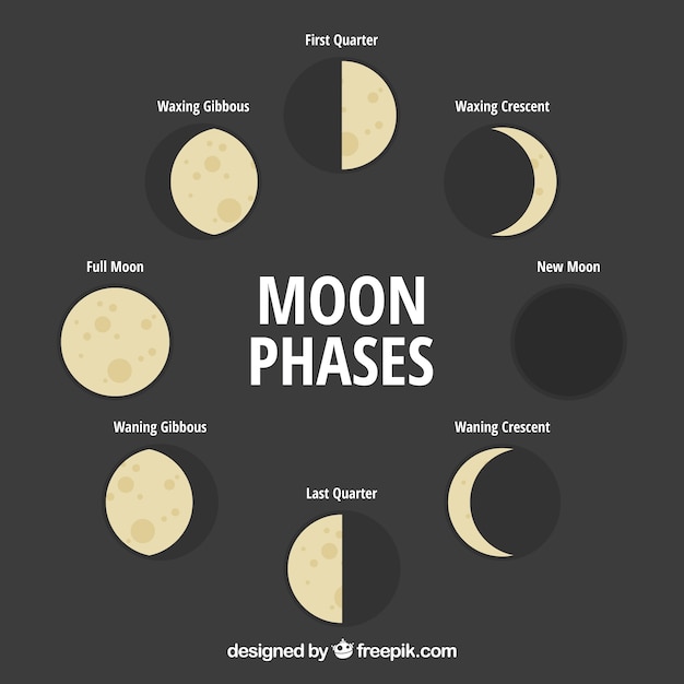 Great moon phases in flat design Vector | Free Download