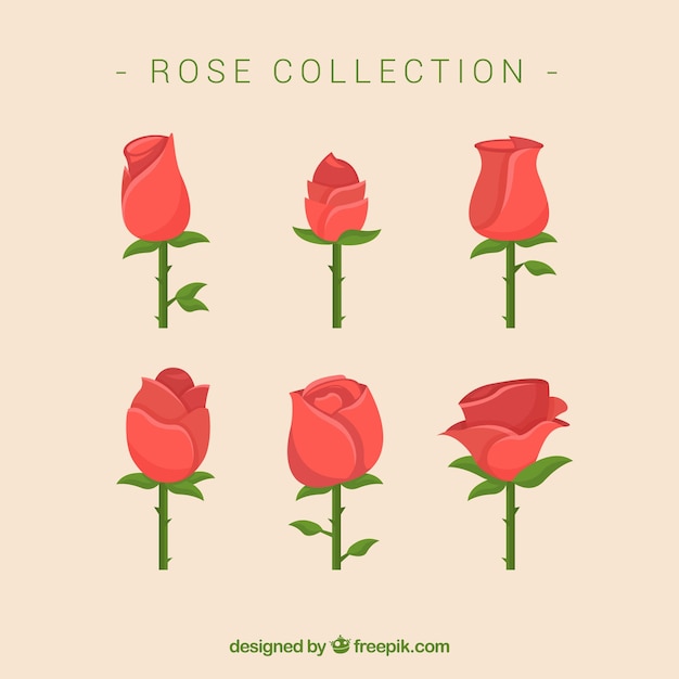 Great pack of roses in flat design