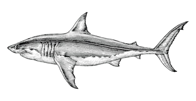 ホオジロザメの手描きのヴィンテージの彫刻イラスト プレミアムベクター