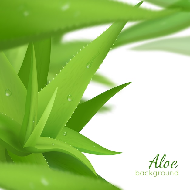 Free Vector Green Aloe Vera Realistic Background