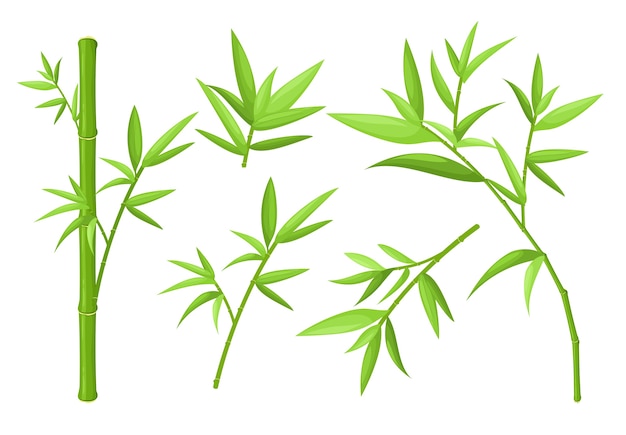 緑の竹の茎と葉のカラフルなイラストは アジアのエキゾチックな熱帯植物を設定します プレミアムベクター