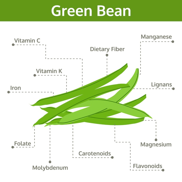 Premium Vector | Green Bean Nutrient Of Facts And Health Benefits