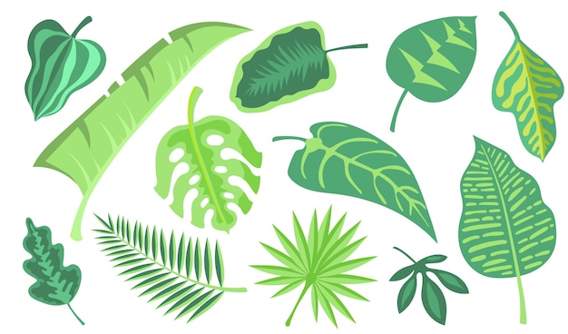 緑のエキゾチックな葉フラットイラストセット 漫画のモンステラとヤシのジャングルは 孤立したベクトルイラストコレクションを残します 熱帯植物と植物装飾の概念 無料のベクター
