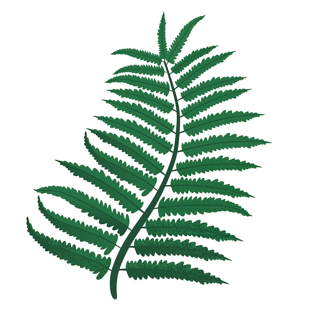 Premium Vector | Green fern leaves. vector illustration, isolated on ...