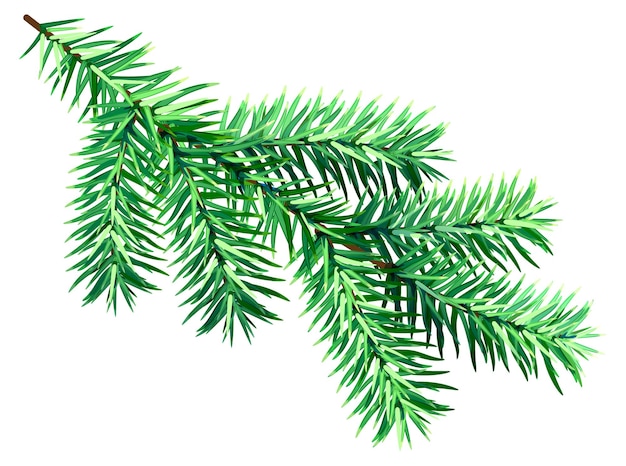 Premium Vector | Green fir branch isolated on white background symbol ...