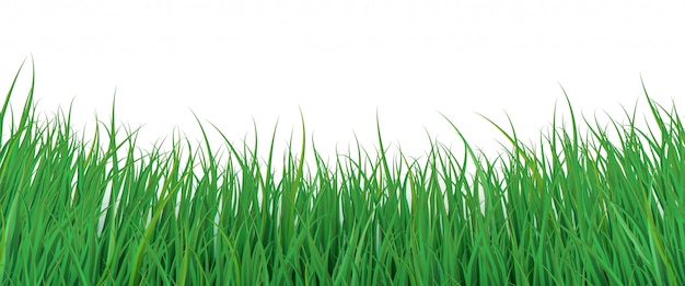Download Green grass background. ecologic footer. nature border for ...