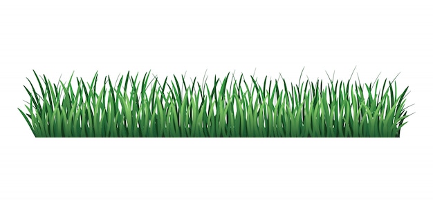 Download Green grass border. fresh green grass. isolated. vector ...