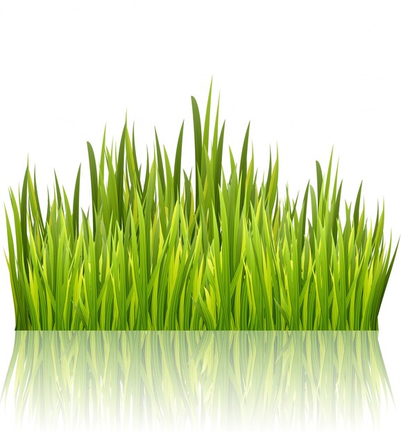 Download Green grass border isolated. high fresh grass decoration ...