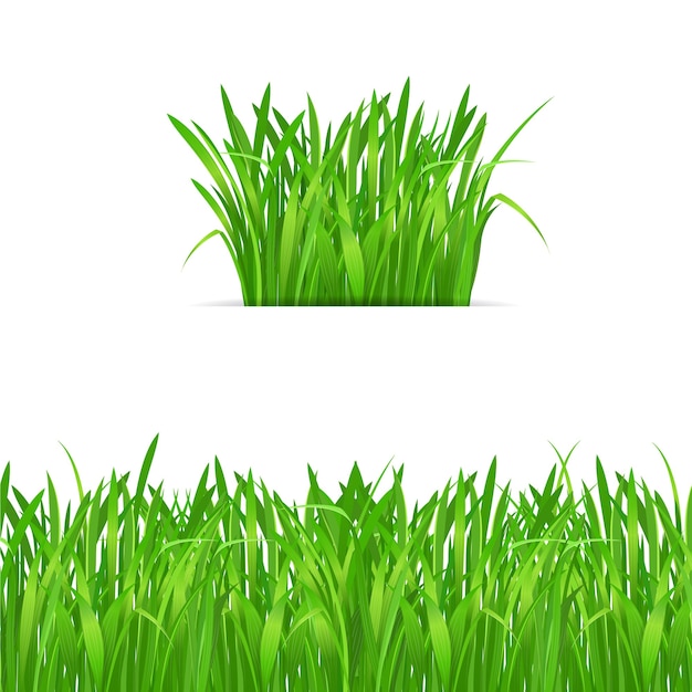 Premium Vector Green Grass Tuft And Border On White Background