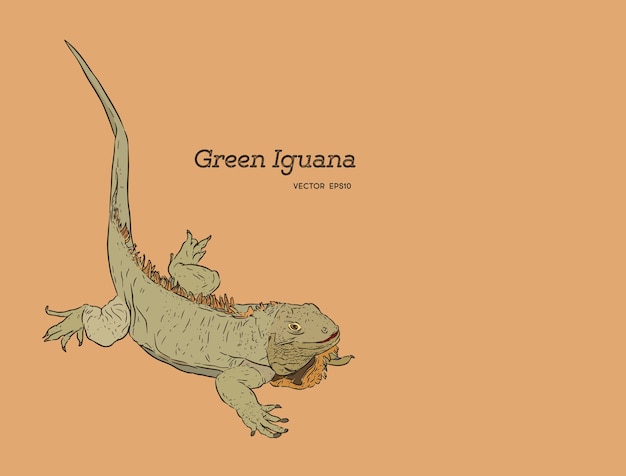 Download Free Green Iguana Lizard Premium Vector Use our free logo maker to create a logo and build your brand. Put your logo on business cards, promotional products, or your website for brand visibility.