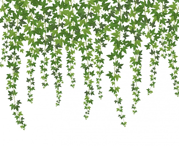 Green ivy. creeper wall climbing plant hanging Premium Vector
