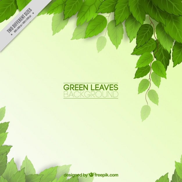 Leaves Free Vector Graphics | Everypixel