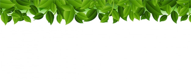 Download Premium Vector | Green leaves border isolated white background