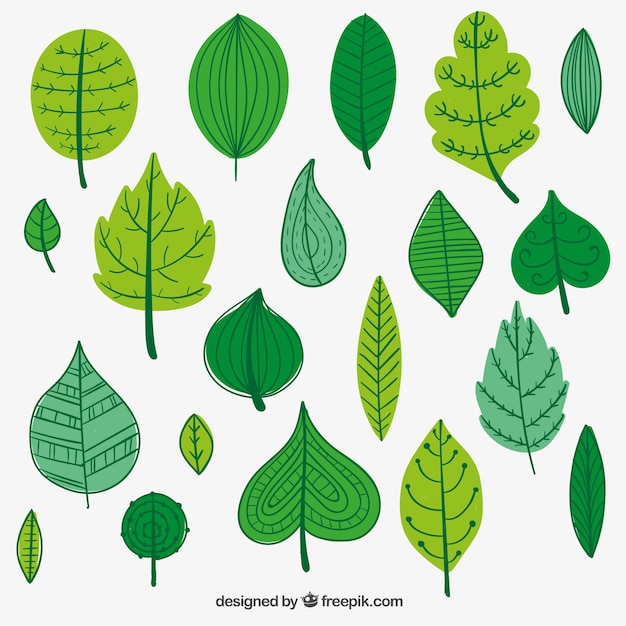 leaves illustration free download