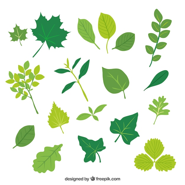 Download Green leaves | Free Vector