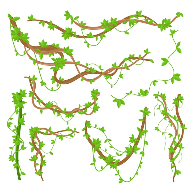 緑のつる植物クリーパーフラットイラストセット 熱帯雨林のねじれ植物 プレミアムベクター