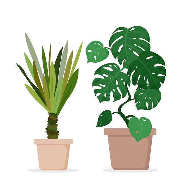 vector monstera and palm plants