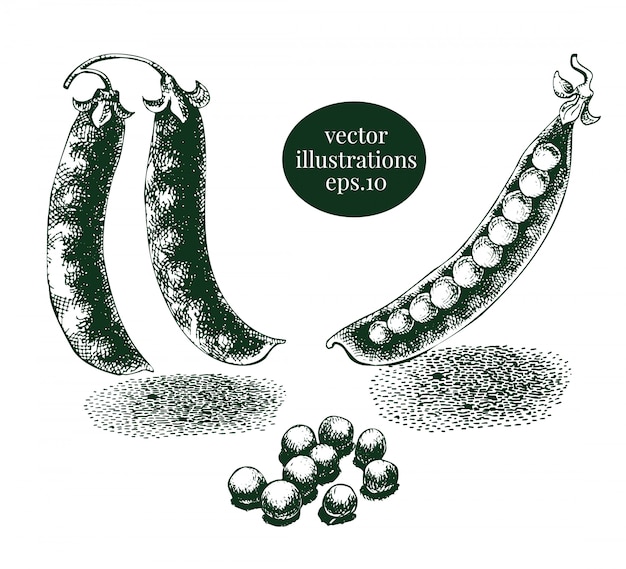 グリーンピースとエンドウ豆の鞘の手描きイラストセット プレミアムベクター