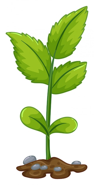 Free Vector | Green plant growing from underground