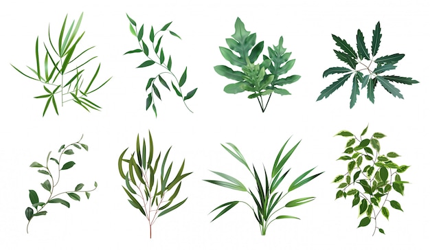 緑の現実的なハーブ ユーカリ シダ植物 緑の観葉植物 植物の自然の葉ハーブイラストセット 熱帯 植物 自然のシダを植える プレミアムベクター