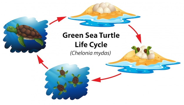 premium-vector-green-sea-turtle-life-cycle